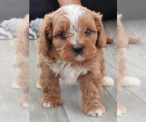 Cavapoo Puppy for sale in CARLISLE, KY, USA