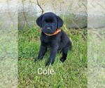 Puppy 3 Labrador Retriever
