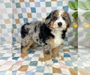 Bernedoodle (Miniature) Puppy for sale in FRANKLIN, IN, USA