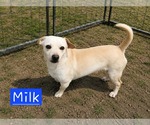 Small Dachshund Mix