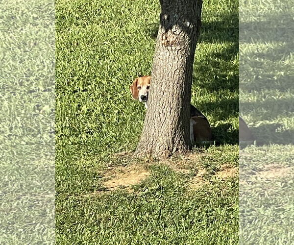 Medium Photo #4 Beagle Puppy For Sale in Mouth Of Wilson, VA, USA