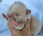 Small #1 French Bulldog