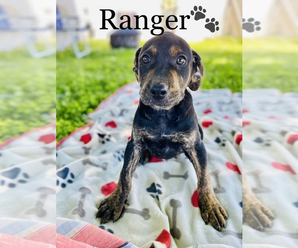 Medium Photo #7 Catahoula Leopard Dog Puppy For Sale in COOKEVILLE, TN, USA