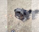 Small #1 Shih Tzu Mix