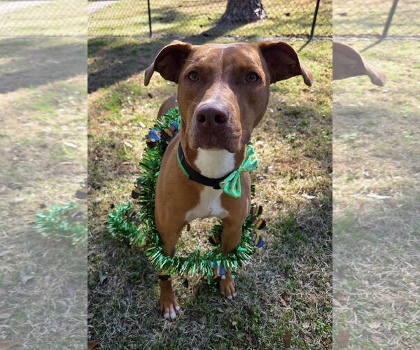Medium Photo #4 Unknown-Vizsla Mix Puppy For Sale in Magnolia Springs, AL, USA