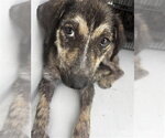 Small Plott Hound Mix