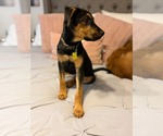 Small #10 German Pinscher-Rottweiler Mix