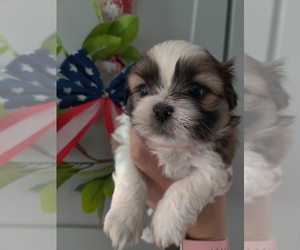 Shih Tzu Puppy for sale in WATSONVILLE, CA, USA