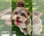 Small #2 Hava-Apso