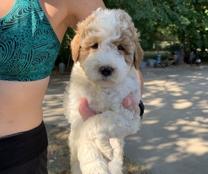 Goldendoodle (Miniature) Puppy for sale in BRKN ARW, OK, USA
