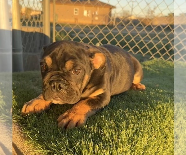 Medium Photo #29 English Bulldog Puppy For Sale in WEST HOLLYWOOD, CA, USA
