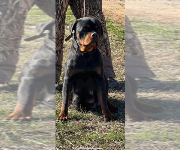 Medium Photo #1 Rottweiler Puppy For Sale in MAGNOLIA, KY, USA