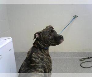 American Pit Bull Terrier Dogs for adoption in Pasadena, TX, USA