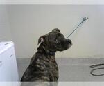 Small American Pit Bull Terrier