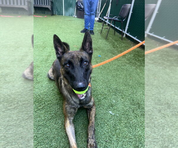 Medium Photo #1 - Mix Puppy For Sale in Imlay City, MI, USA