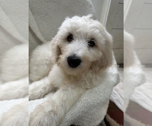 Goldendoodle Puppy for sale in EPHRATA, PA, USA