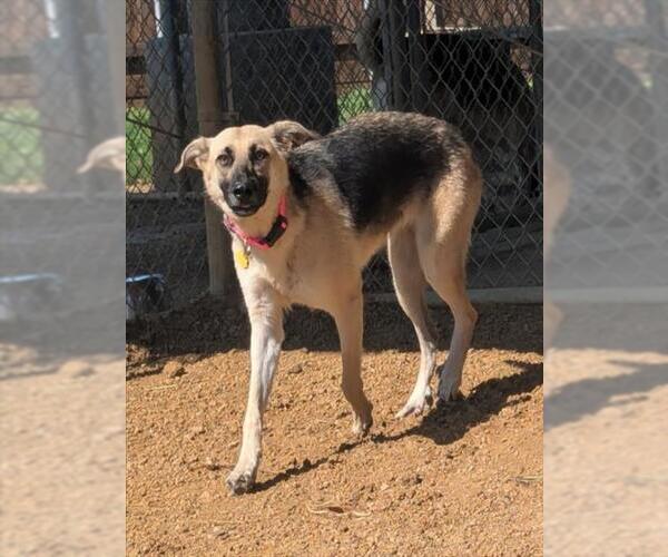 Medium Photo #1 German Shepherd Dog-Unknown Mix Puppy For Sale in Plano, TX, USA