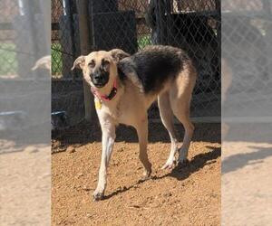German Shepherd Dog-Unknown Mix Dogs for adoption in Plano, TX, USA