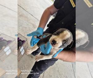 American Staffordshire Terrier-Unknown Mix Dogs for adoption in San Antonio, TX, USA