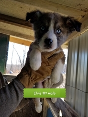 Alaskan Husky-Great Dane Mix Puppy for sale in OLIVE HILL, KY, USA