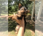 Small Photo #2 Yorkshire Terrier Puppy For Sale in BAY MINETTE, AL, USA