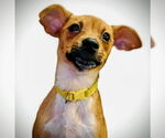 Small Chihuahua Mix