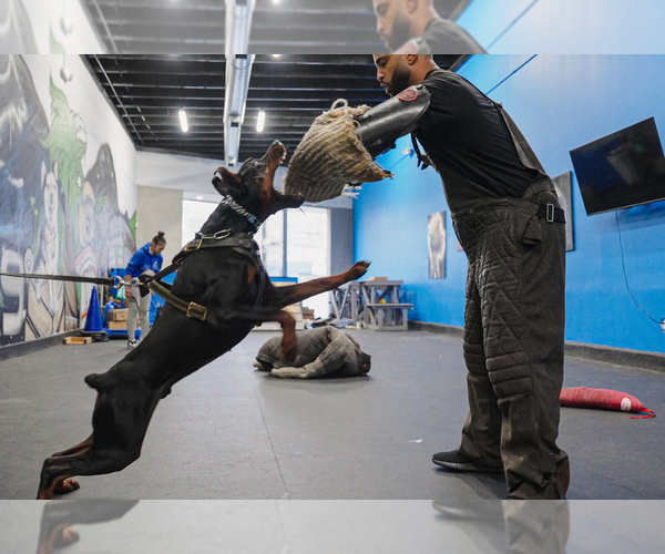 Medium Photo #30 Doberman Pinscher Puppy For Sale in FORT LAUDERDALE, FL, USA