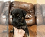Puppy 3 Australian Shepherd-German Shepherd Dog Mix