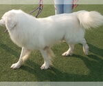 Small #4 Great Pyrenees Mix