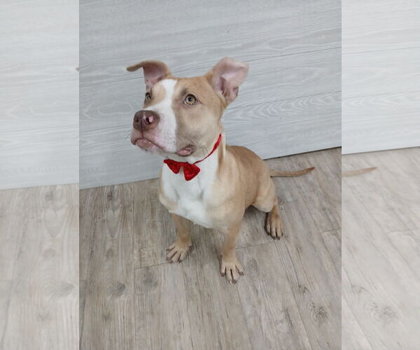 Medium Photo #18 Mutt Puppy For Sale in Murfreesboro, NC, USA