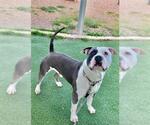 Small American Pit Bull Terrier