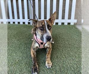 Medium Australian Kelpie Mix