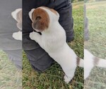 Small #2 Jack Russell Terrier