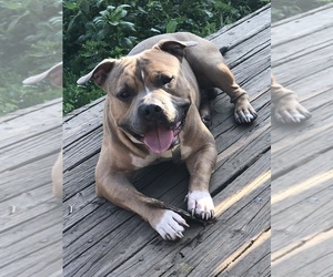 Father of the American Bully puppies born on 08/20/2019