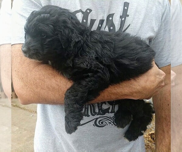 Medium Photo #5 Aussiedoodle Puppy For Sale in MARION, TX, USA