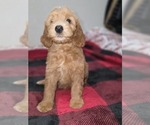 Small #14 Goldendoodle