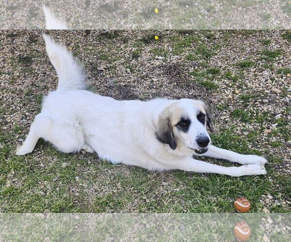 Medium Photo #3 Great Pyrenees Puppy For Sale in Dallas, TX, USA