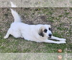 Small #2 Great Pyrenees
