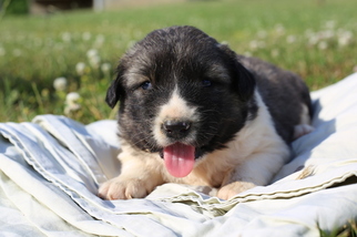 Caucasian Shepherd Dog Puppy for sale in GLASGOW, KY, USA