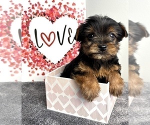 Yorkshire Terrier Puppy for sale in INDIANAPOLIS, IN, USA