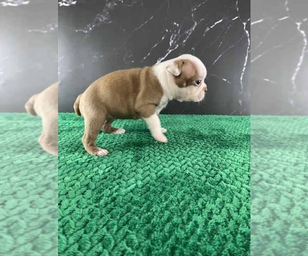 Medium Photo #6 Boston Terrier Puppy For Sale in TULARE, CA, USA