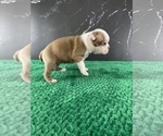 Small #5 Boston Terrier