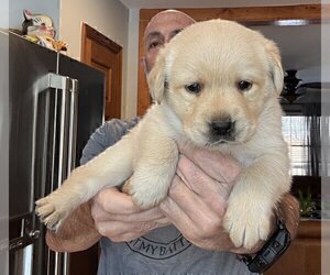 Medium Labrador Retriever