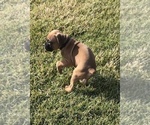 Small Photo #5 Boxer Puppy For Sale in APPLE CREEK, OH, USA