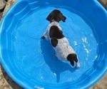 Small Photo #6 German Shorthaired Pointer Puppy For Sale in ENOLA, PA, USA
