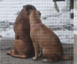 Small #23 Bullmastiff