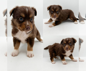 Miniature Australian Shepherd Puppy for sale in BROOKER, FL, USA
