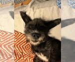 Small #2 German Wirehaired Pointer Mix