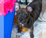 Small #2 Boston Terrier Mix