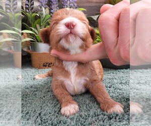 Medium Cavapoo (Miniature)